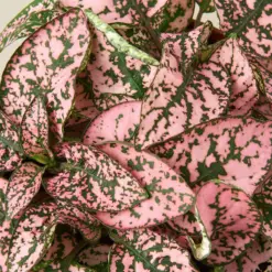 Hypoestes 'Polka Dot' Combo — leaf detail close-up