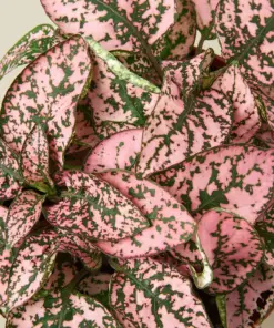 Hypoestes 'Polka Dot' Combo — leaf detail close-up