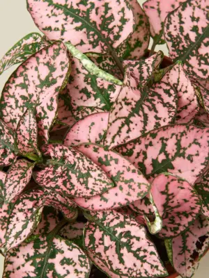 Hypoestes 'Polka Dot' Combo — leaf detail close-up