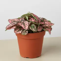Hypoestes 'Polka Dot' Combo — additional view