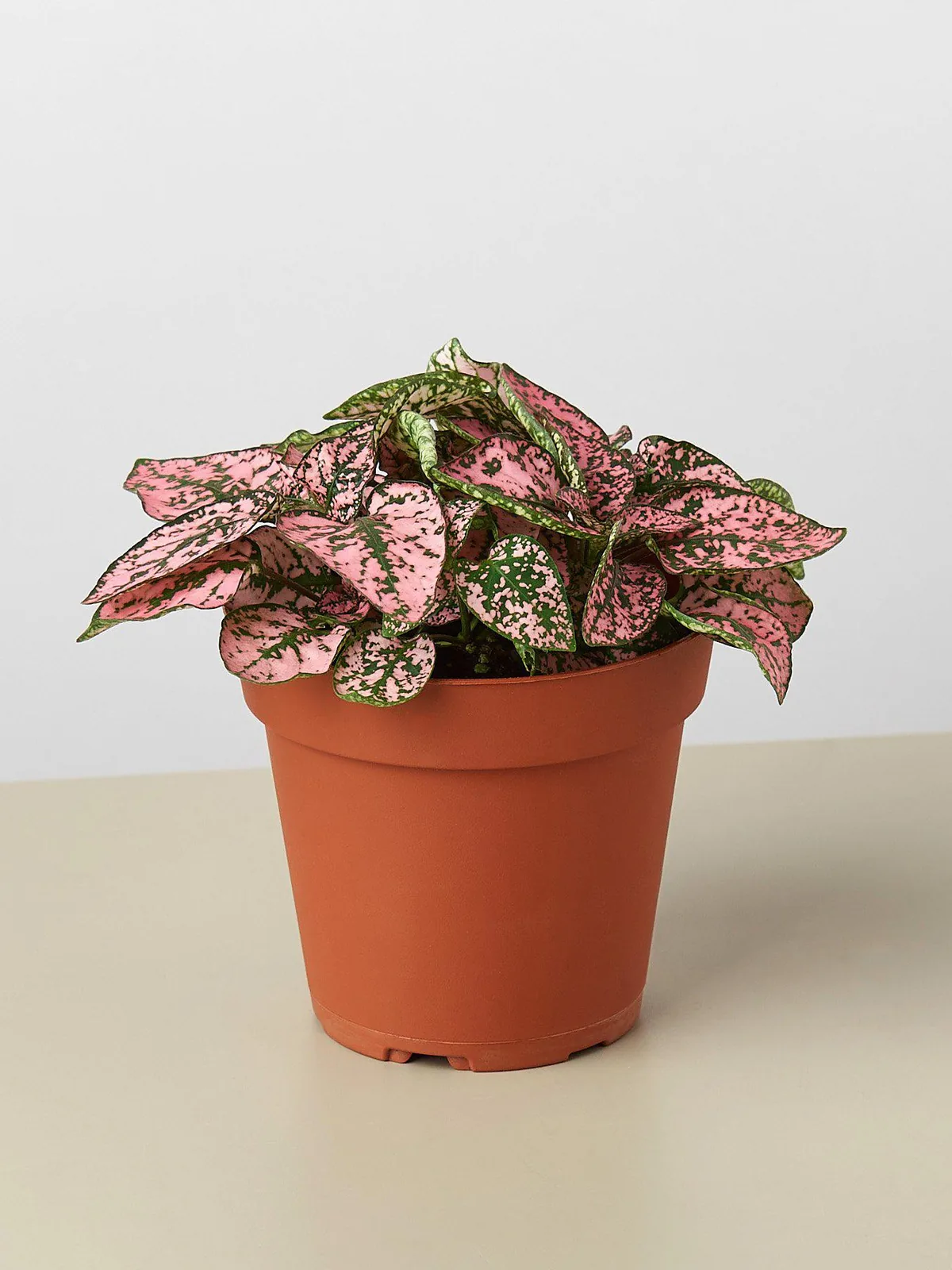 Hypoestes 