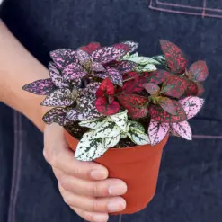 Hypoestes 'Polka Dot' Combo — held in hand for size reference