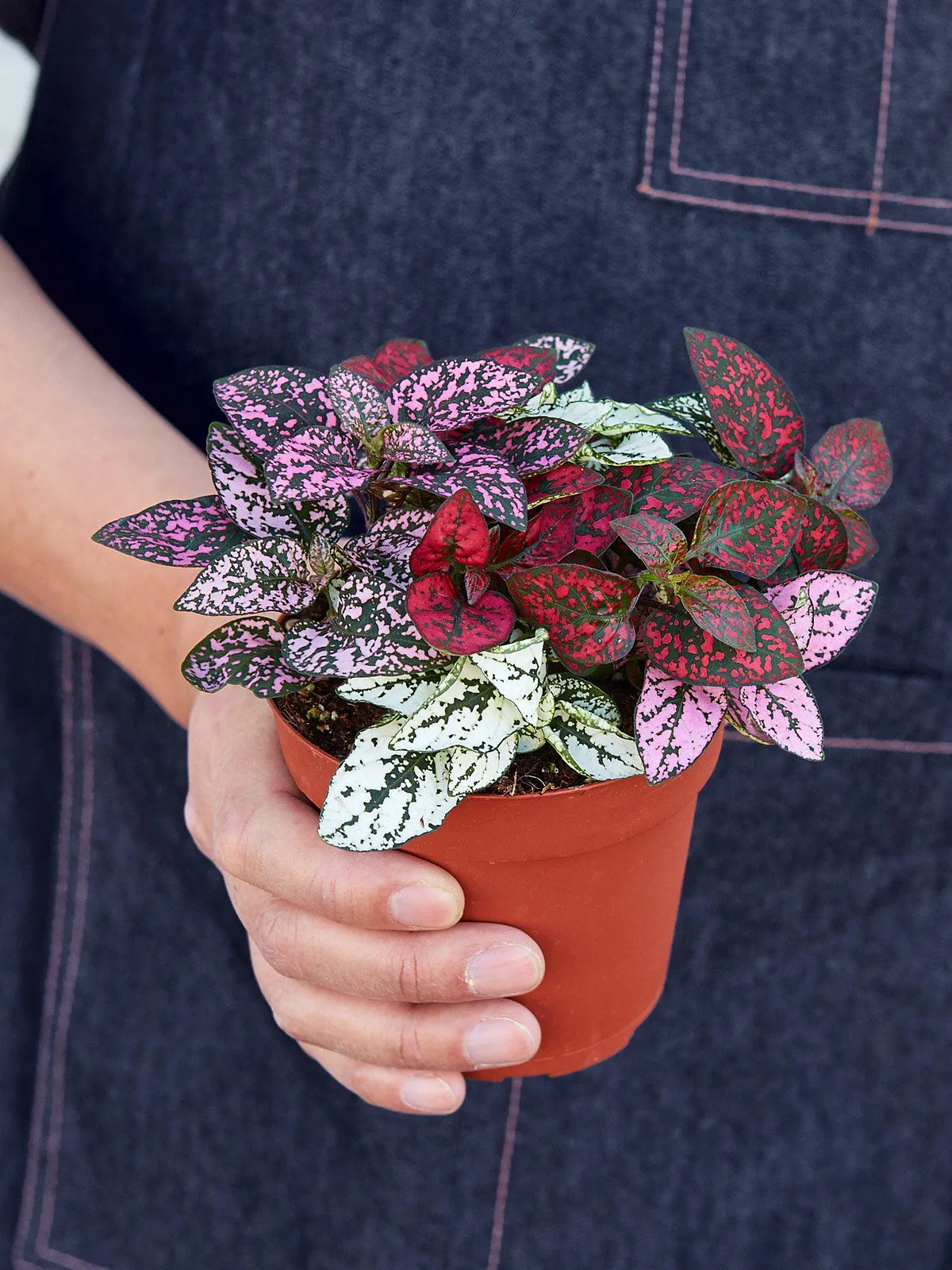 Hypoestes 