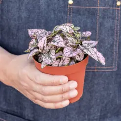 Hypoestes 'Polka Dot' Combo — held in hand for size reference