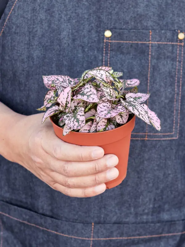 Hypoestes 'Polka Dot' Combo — held in hand for size reference