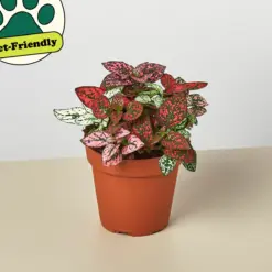 Hypoestes 'Polka Dot' Combo — additional view