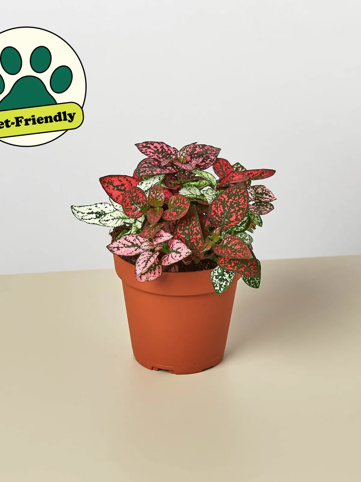 Hypoestes 