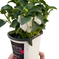 Impatiens Pink houseplant