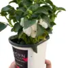 Impatiens White houseplant
