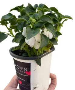 Impatiens White houseplant