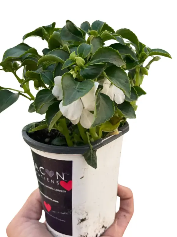 Impatiens White houseplant
