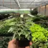 English Ivy 'Eva' houseplant