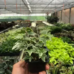 English Ivy 'Eva' houseplant