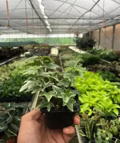 English Ivy 'Eva' houseplant