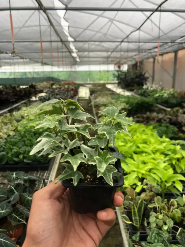 English Ivy 'Eva' houseplant