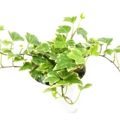 English Ivy 'Eva' — additional view