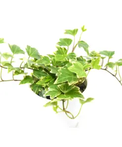 English Ivy 'Eva' — additional view