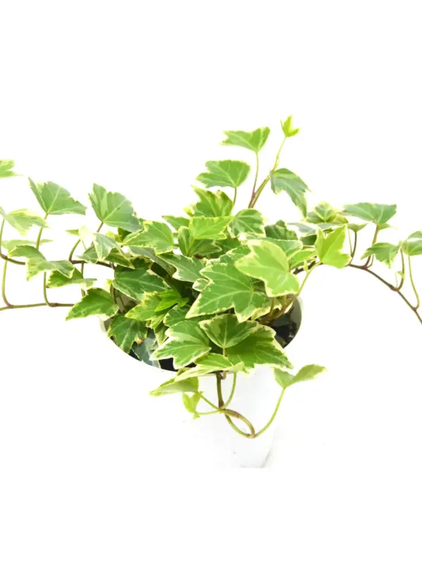 English Ivy 'Eva' — additional view