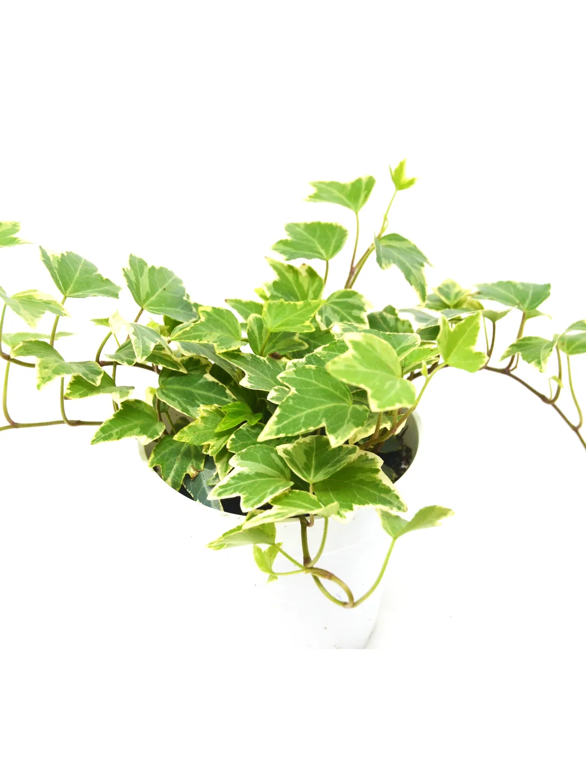 English Ivy 