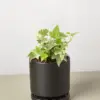 English Ivy 'Glacier' houseplant