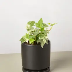 English Ivy 'Glacier' houseplant