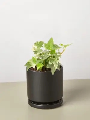 English Ivy 'Glacier' houseplant