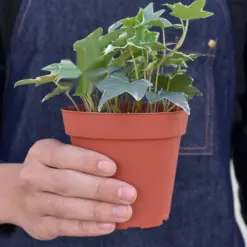 English Ivy 'Glacier' — held in hand for size reference
