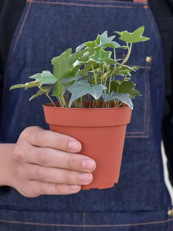 English Ivy 'Glacier' — held in hand for size reference