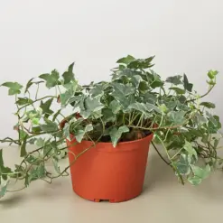 English Ivy 'Glacier' — additional view