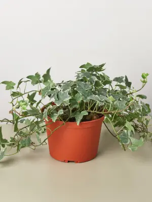English Ivy 'Glacier' — additional view