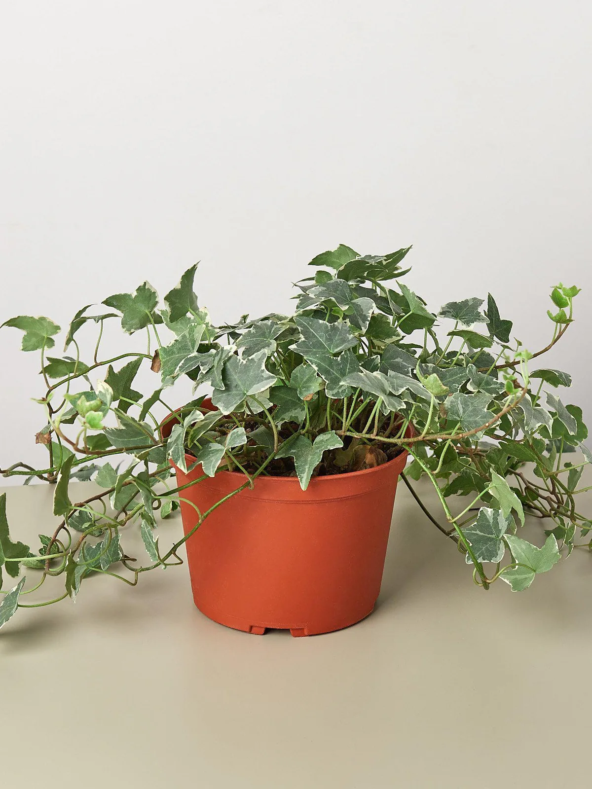 English Ivy 