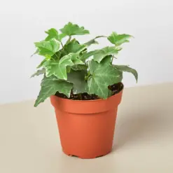 English Ivy 'Glacier' — additional view