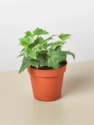 English Ivy 'Glacier' — additional view