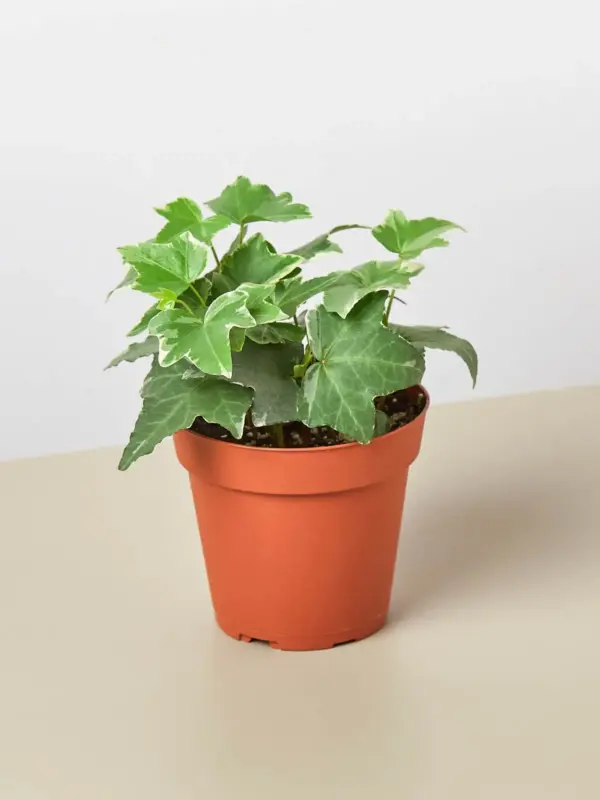 English Ivy 'Glacier' — additional view