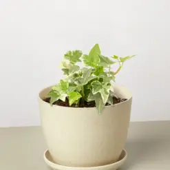 English Ivy 'Glacier' — additional view