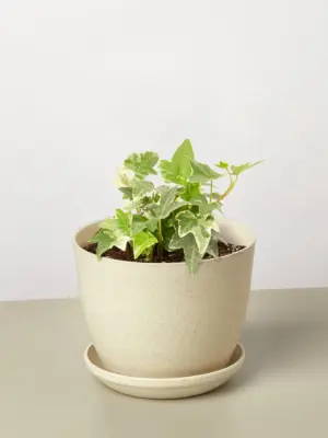 English Ivy 'Glacier' — additional view