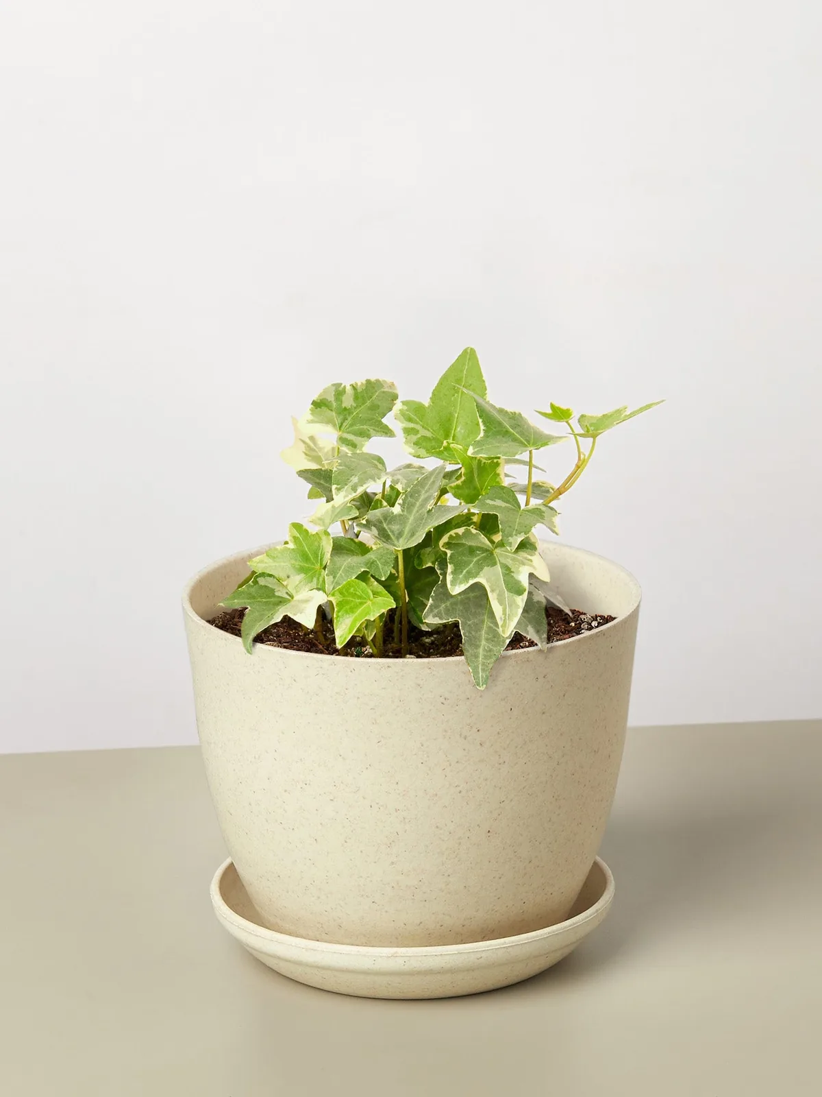 English Ivy 