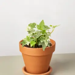 English Ivy 'Glacier' — additional view