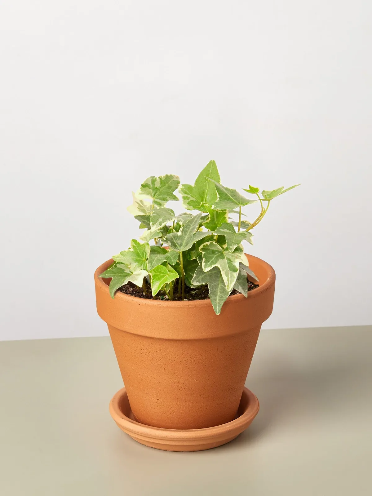 English Ivy 