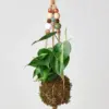 English Ivy 'Gold Child' houseplant