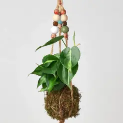 English Ivy 'Gold Child' houseplant