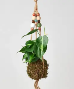 English Ivy 'Gold Child' houseplant