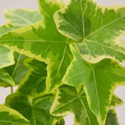 English Ivy 'Gold Child' — leaf detail close-up