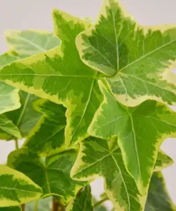 English Ivy 'Gold Child' — leaf detail close-up