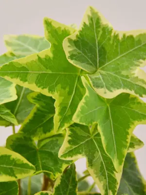 English Ivy 'Gold Child' — leaf detail close-up