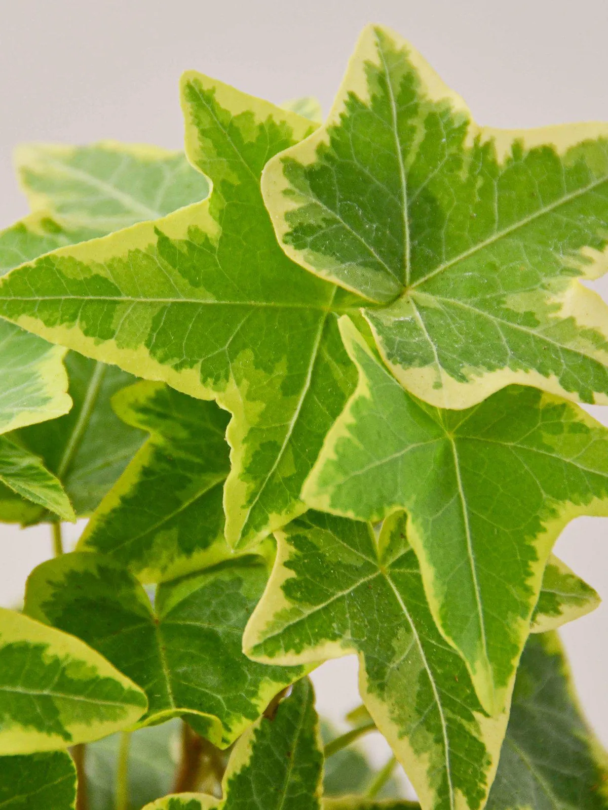 English Ivy 