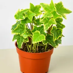 English Ivy 'Gold Child' — additional view
