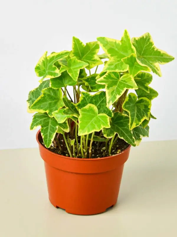 English Ivy 'Gold Child' — additional view
