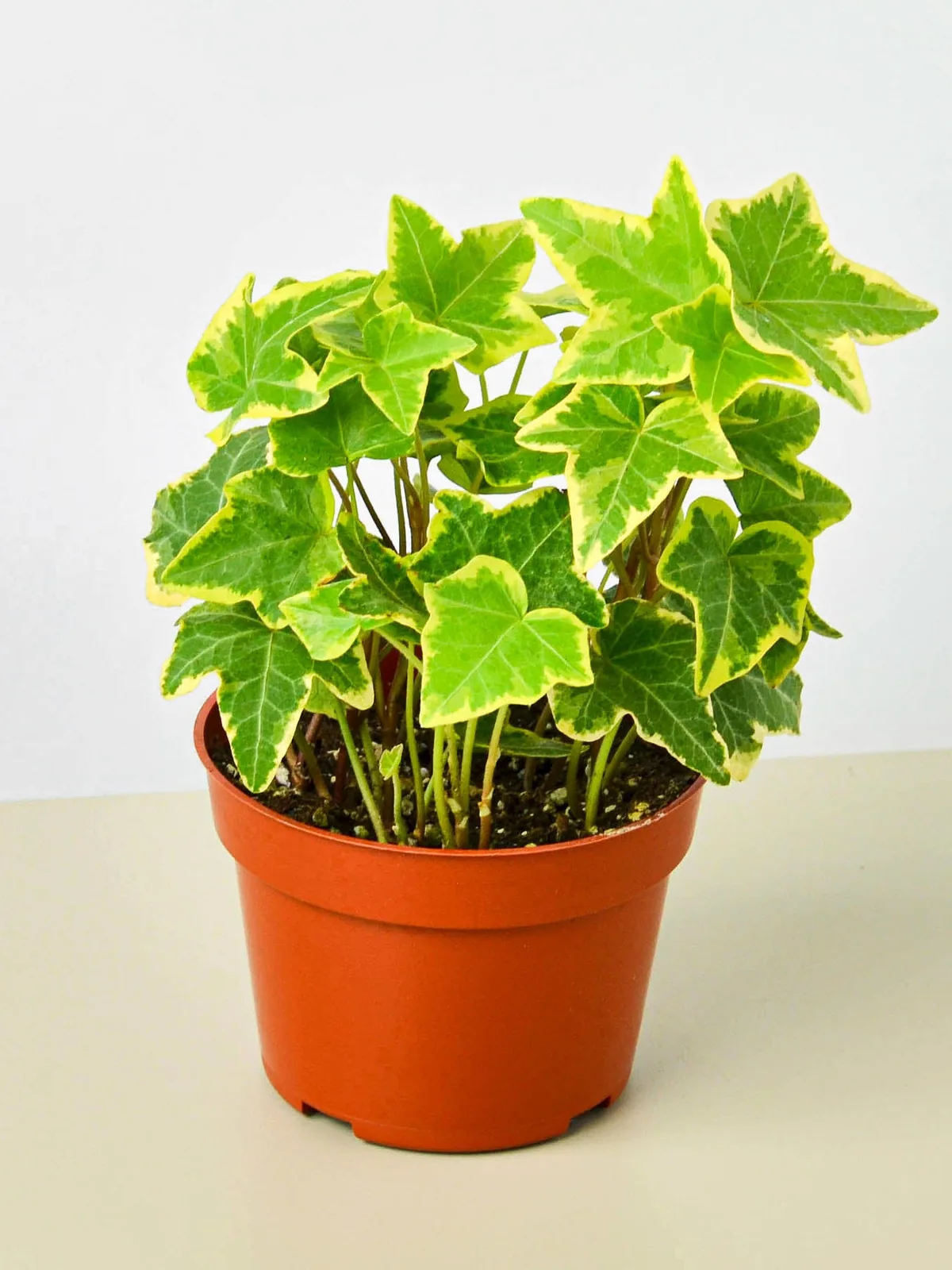 English Ivy 