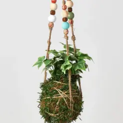 English Ivy 'Gold Child' — additional view
